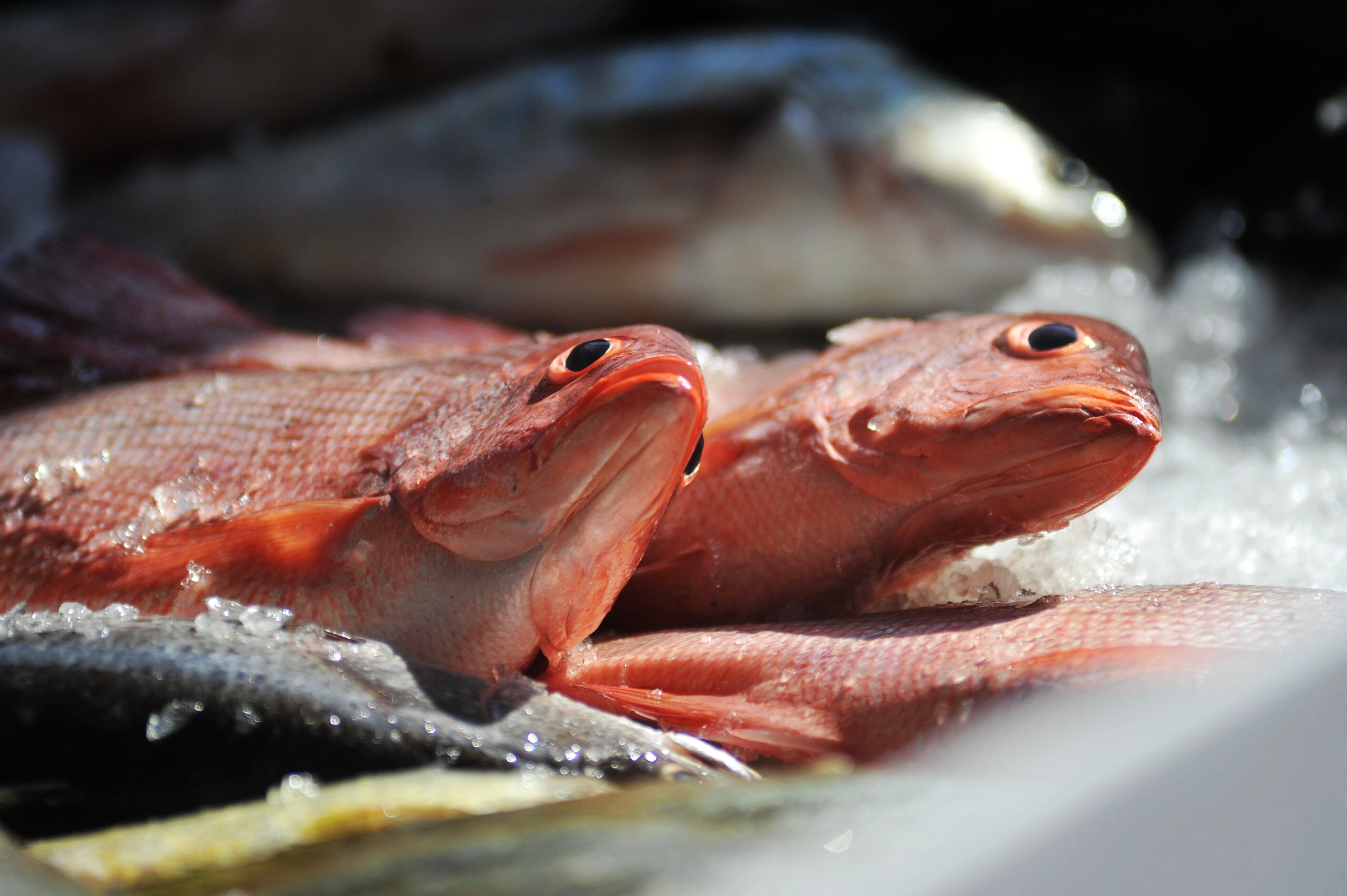 寶島鱻魚三重魚市場特賣 朱立倫義拍漁產品助獨居老人