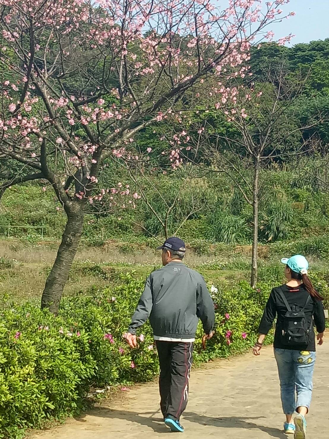 三芝三和社區3/29花況1