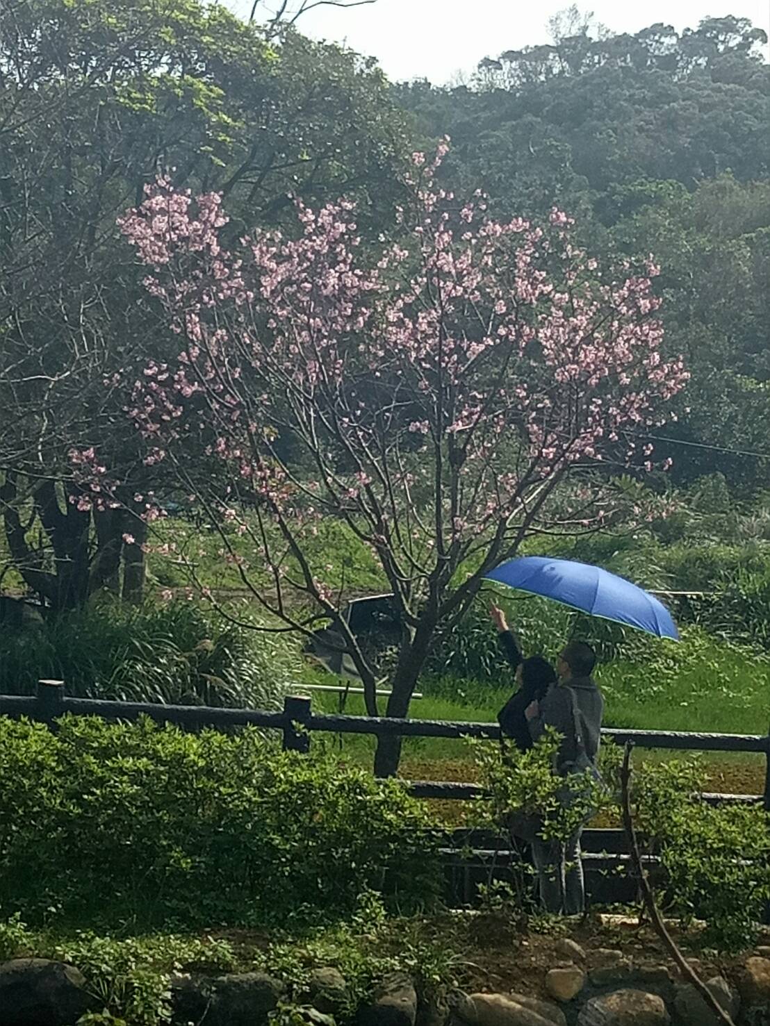 三芝三和社區3/29花況3