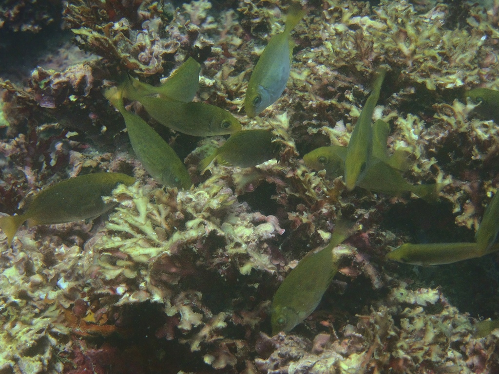 卯澳灣以海藻為食的臭肚魚