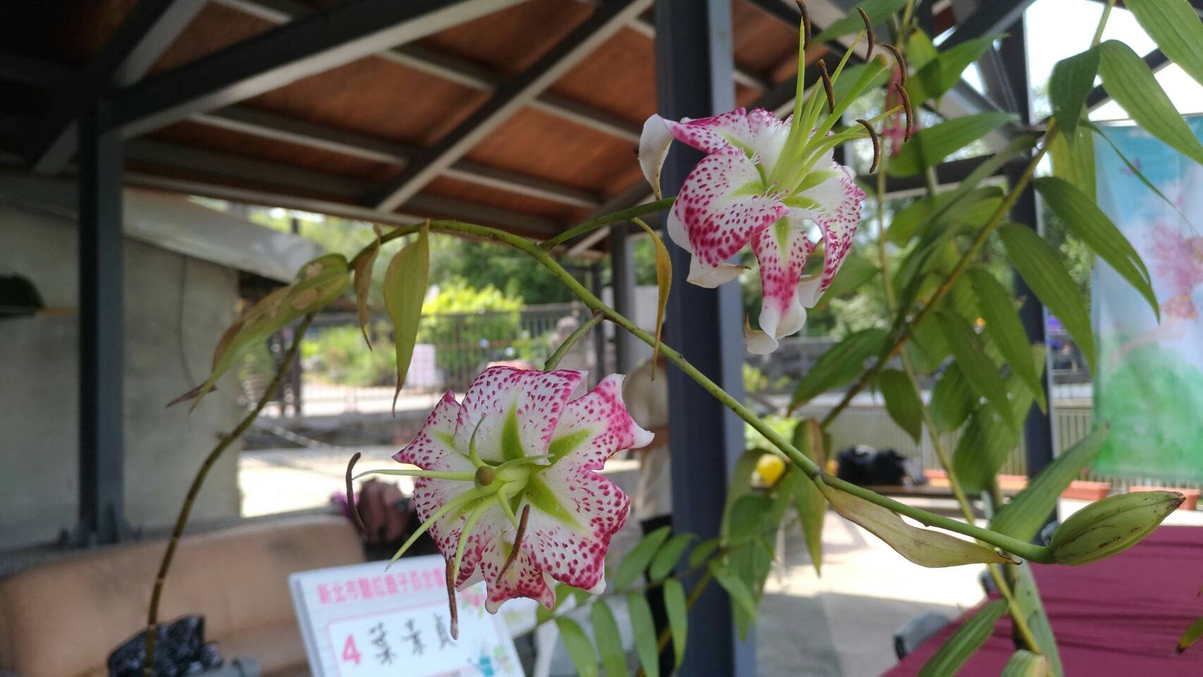 豔紅鹿子百合花開1
