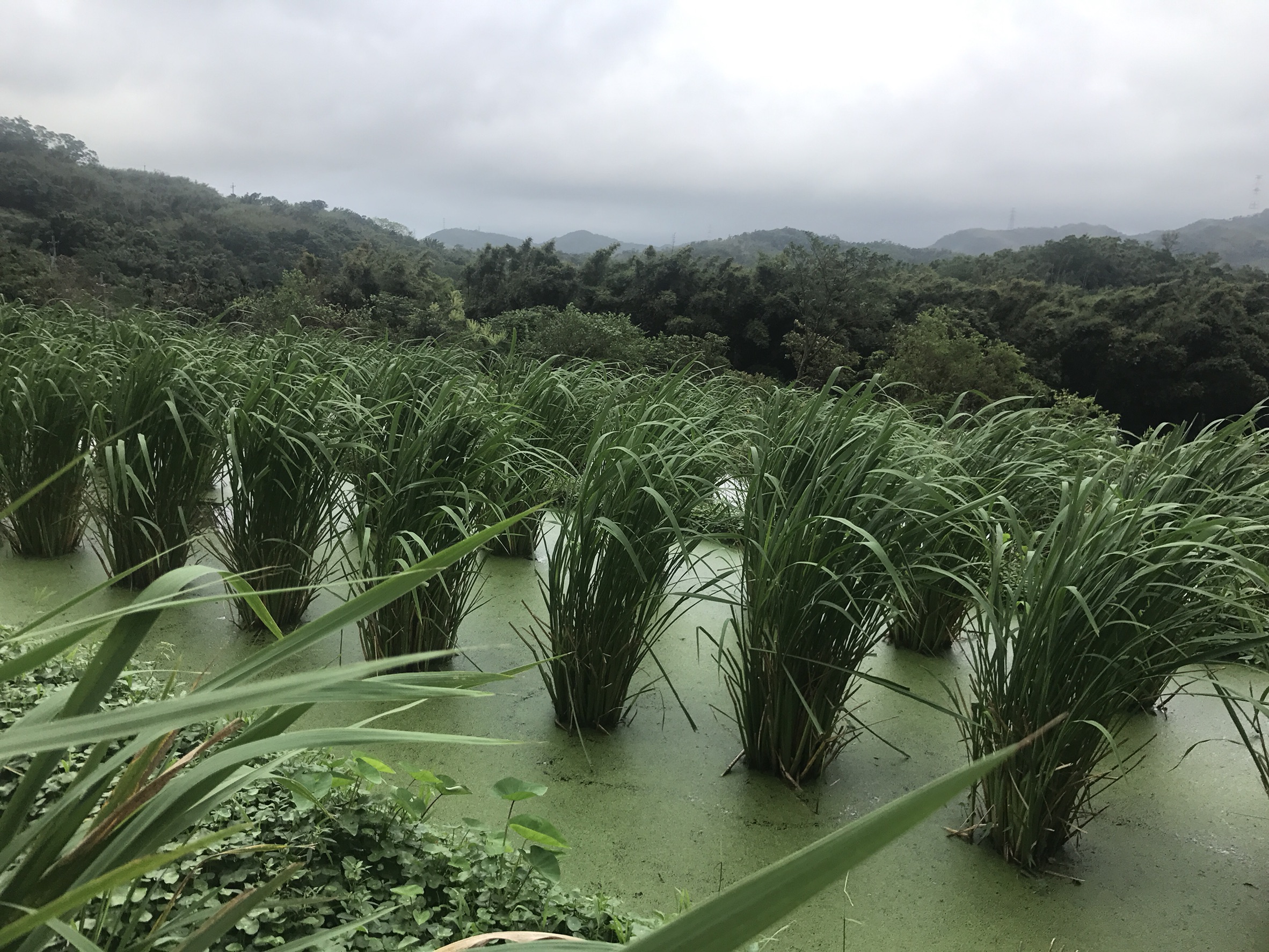 茭白筍田