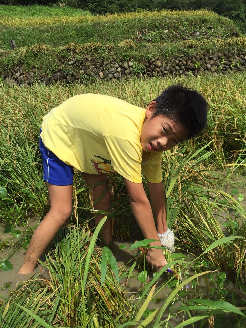 青年返鄉助割稻 注入農村新活力