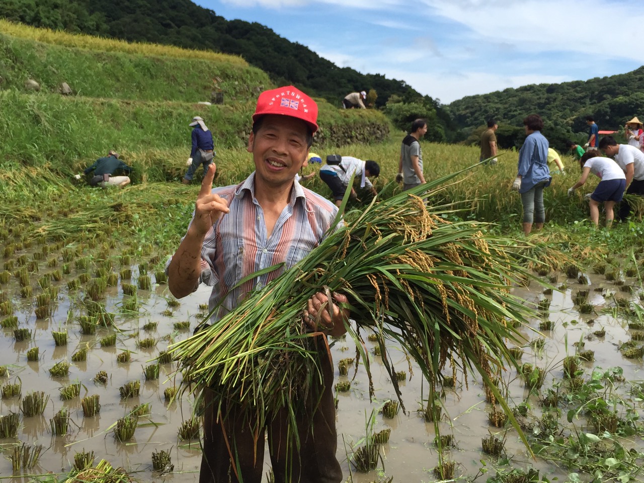 青年返鄉助割稻 注入農村新活力