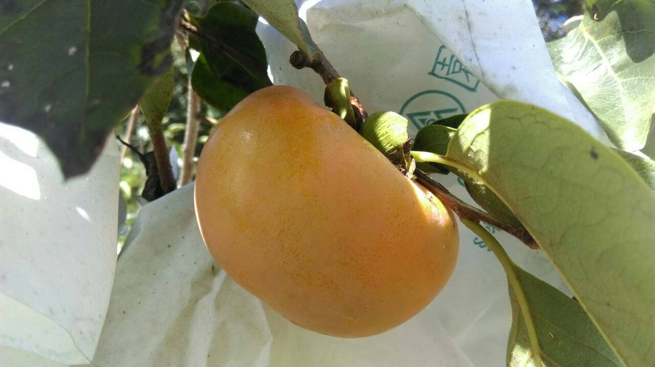 新北市農夫市集邀民眾享受烏來甜柿盛產嚐鮮!