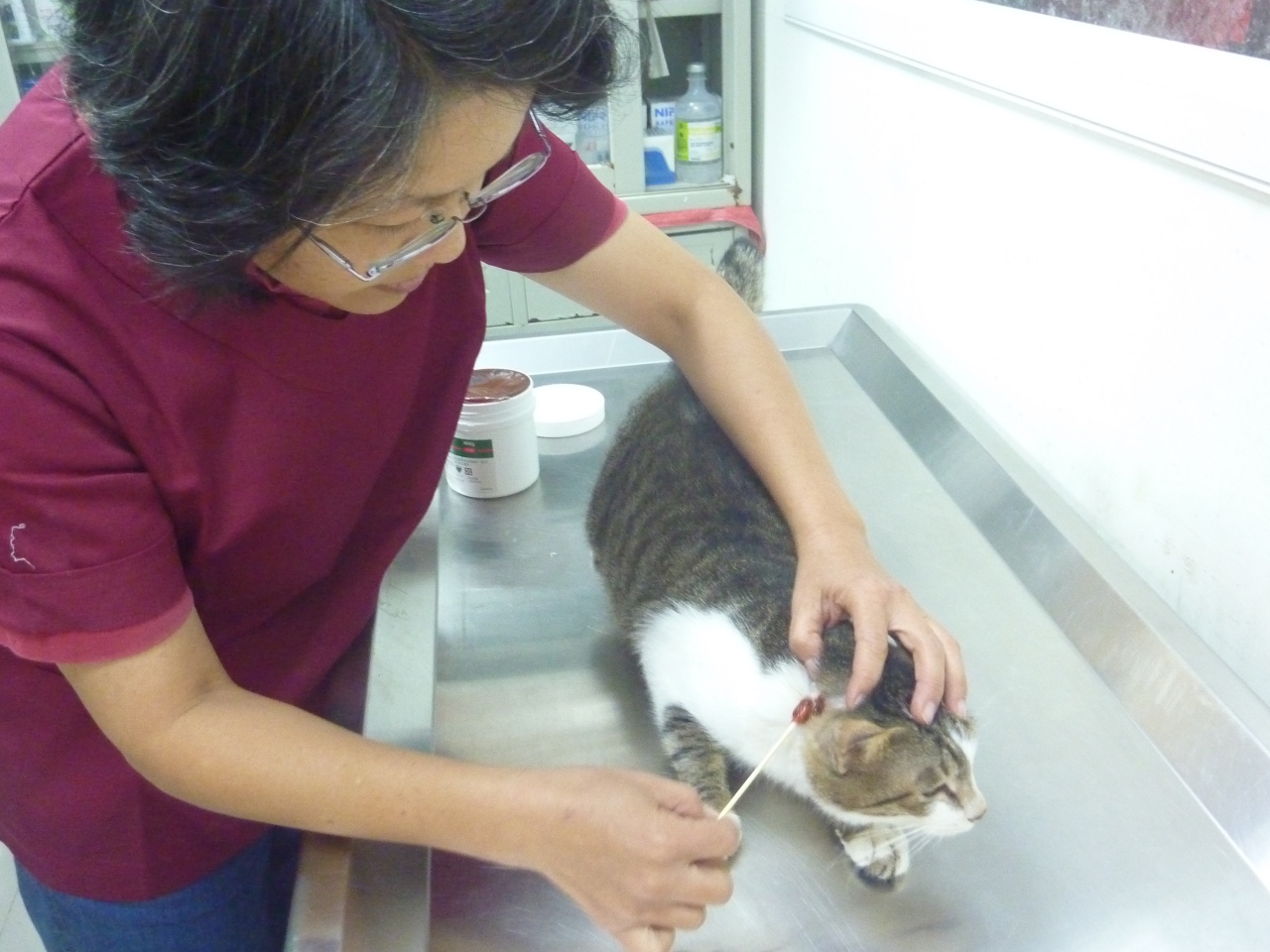 動保處獸醫每週駐診醫療，並加強貓村防疫消毒