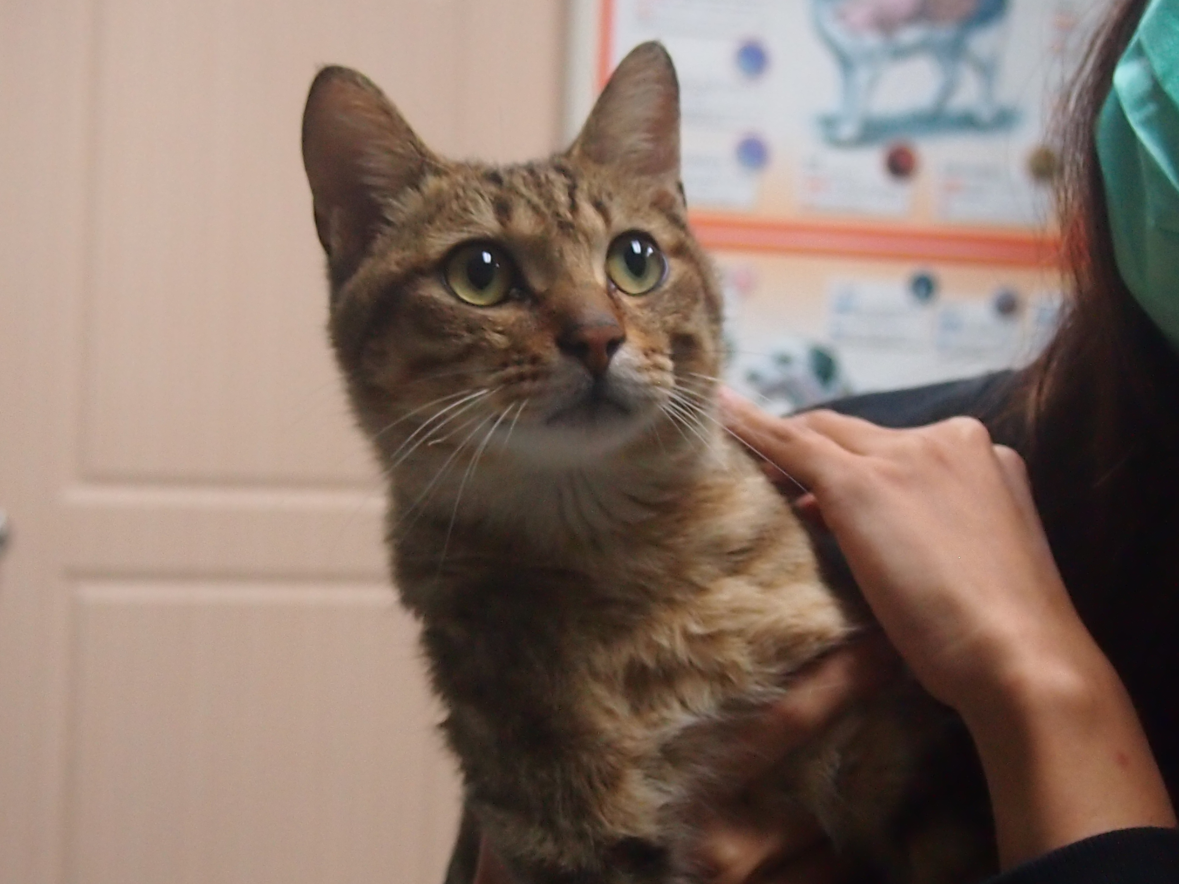 動保處獸醫每週駐診醫療，並加強貓村防疫消毒
