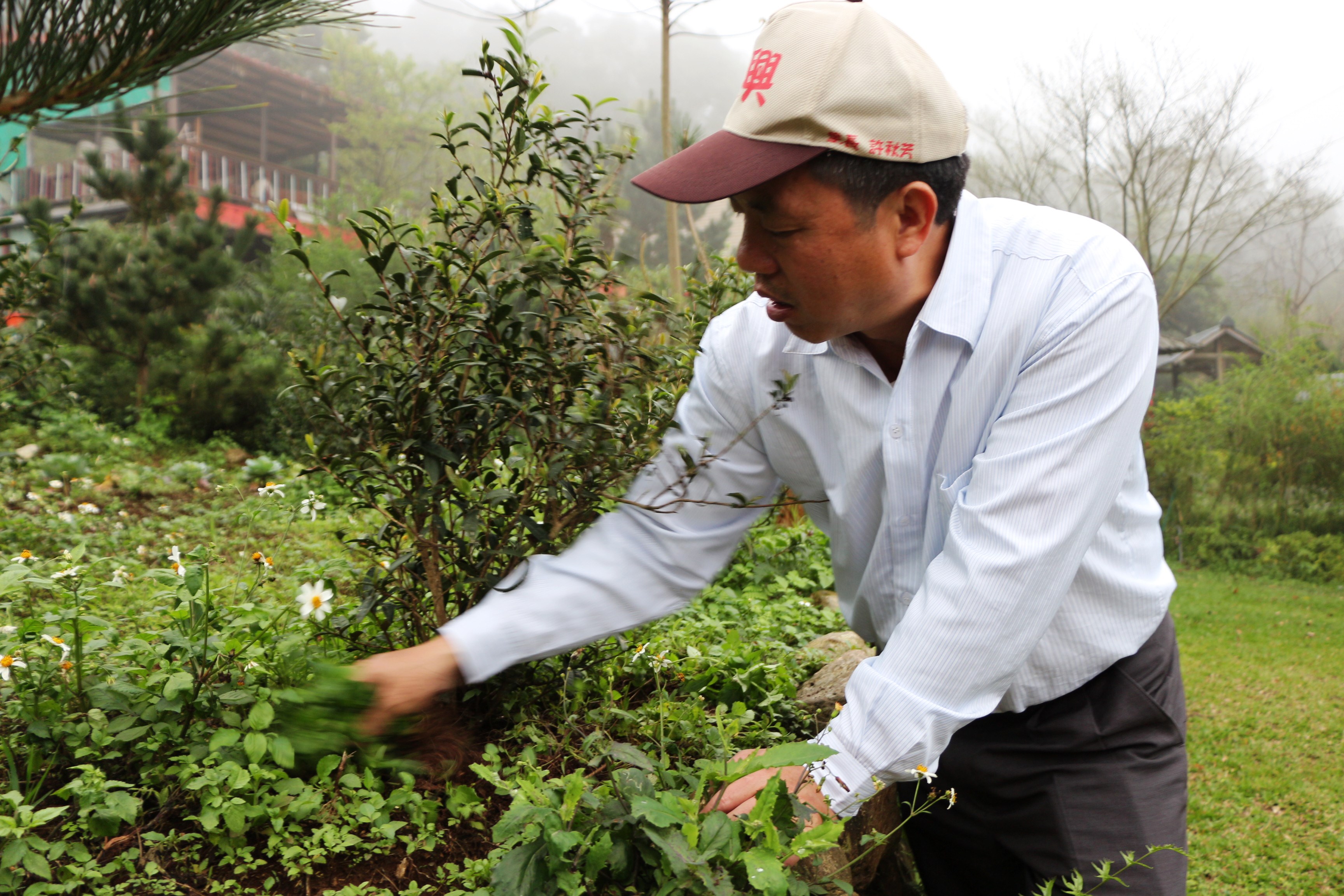 淡水樹興里長率志工修復文化遺址 推廣茶籽產業