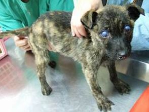 犬傳染性肝炎特徵性臨床症狀(藍眼症)