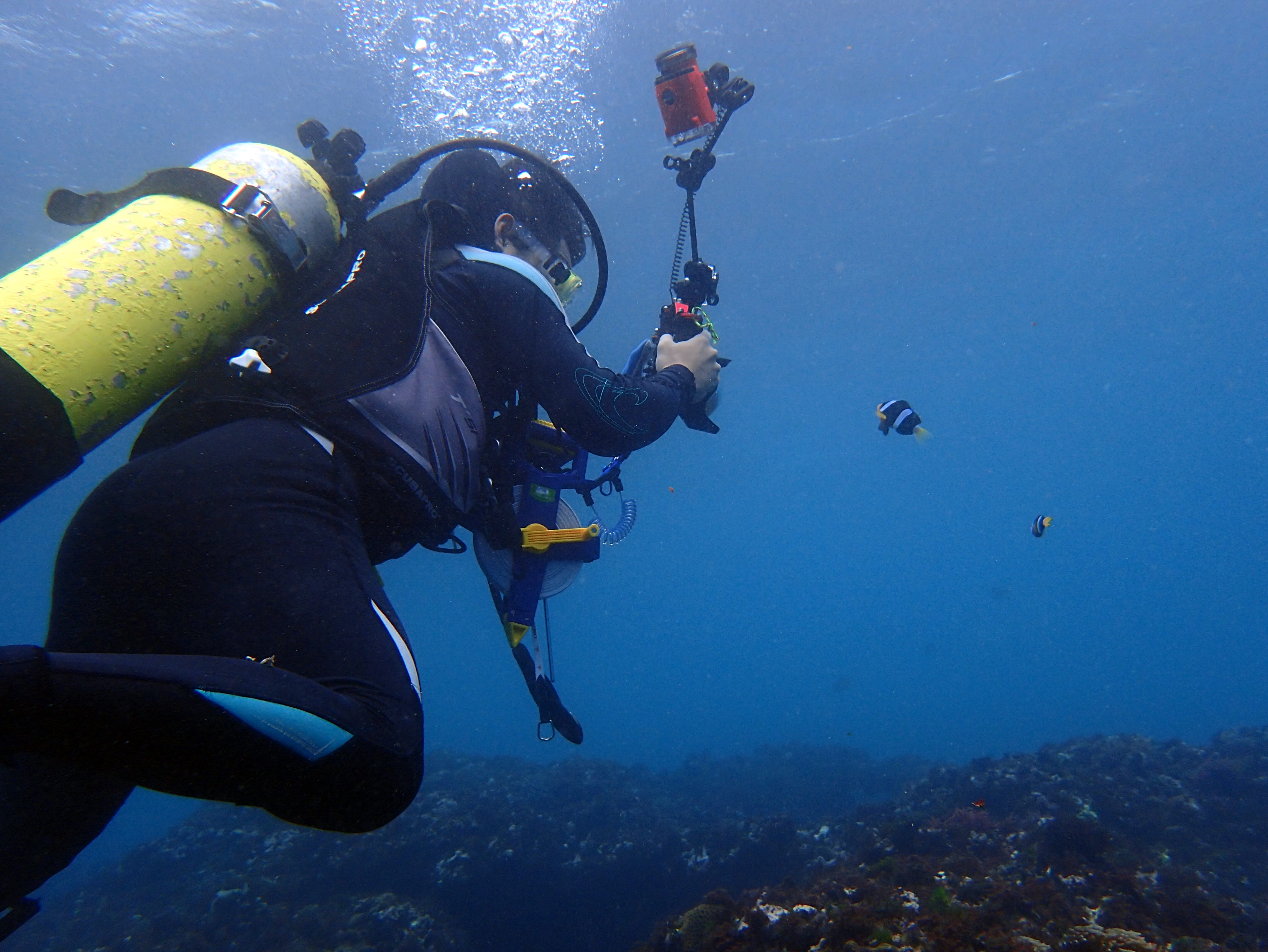 潛水人員進行水下生態紀錄與調查