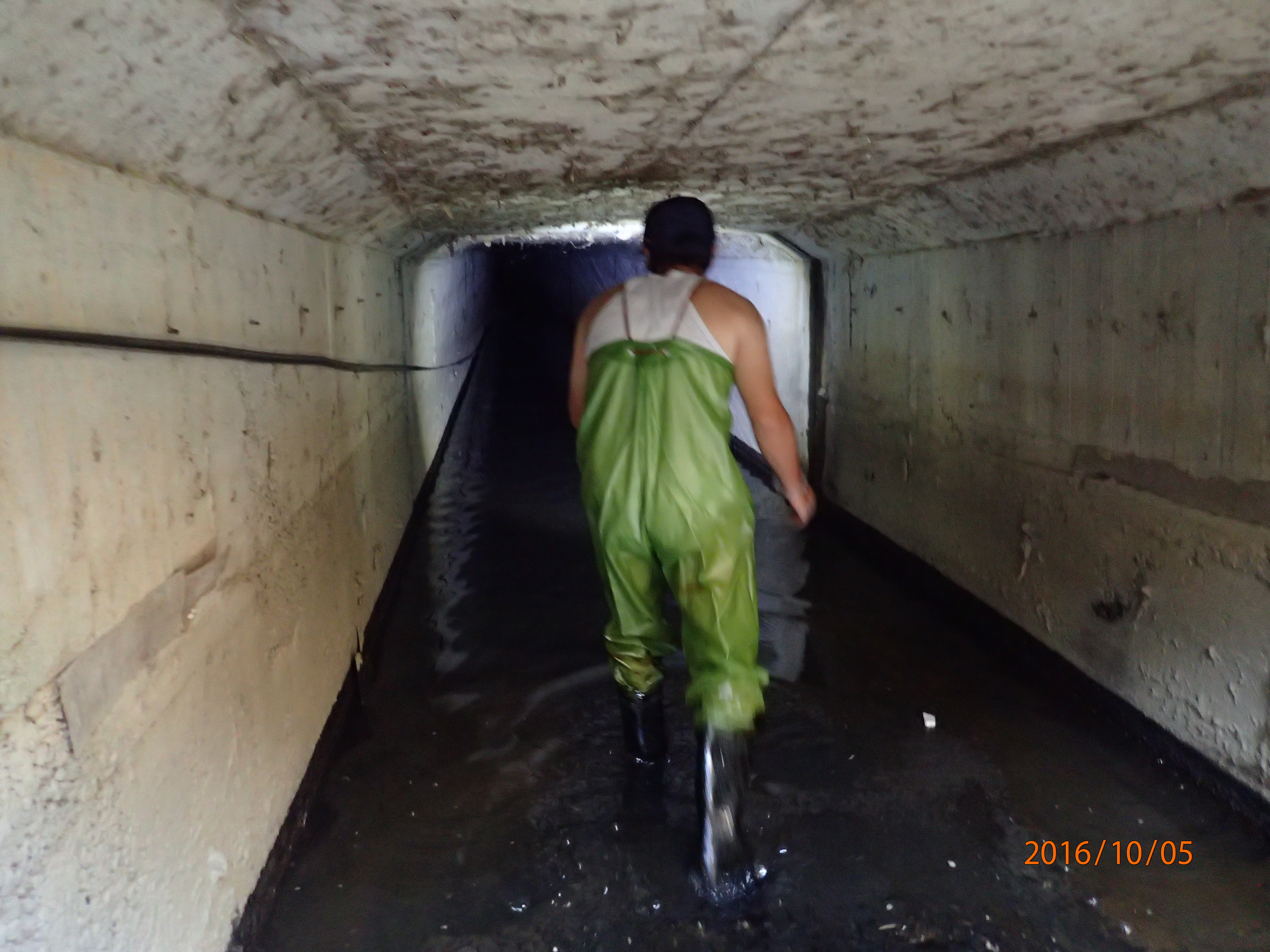 稽查人員穿著青蛙裝進入雨水下水道，逐一清查可疑管線