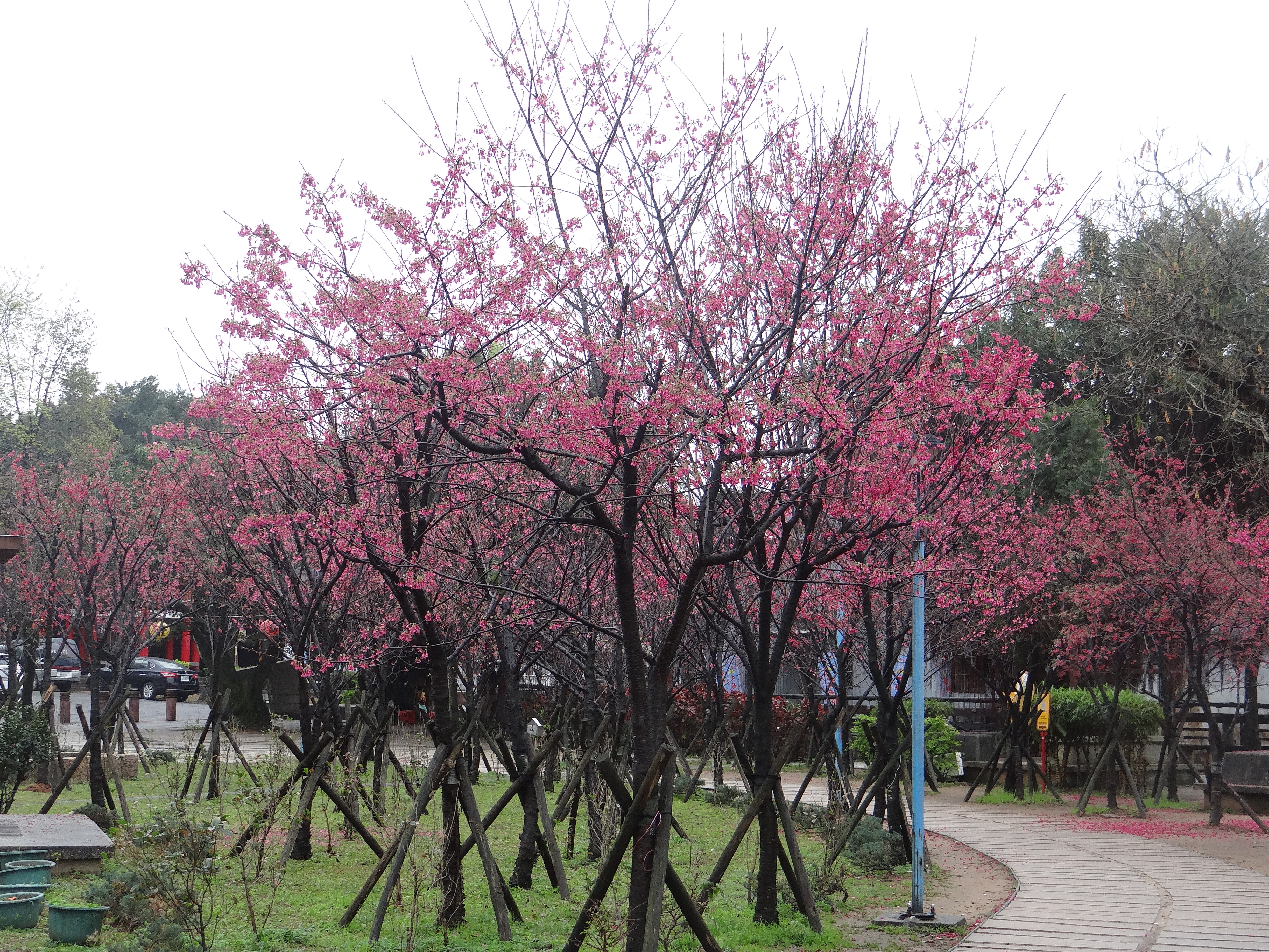 中山溫泉公園櫻花盛開