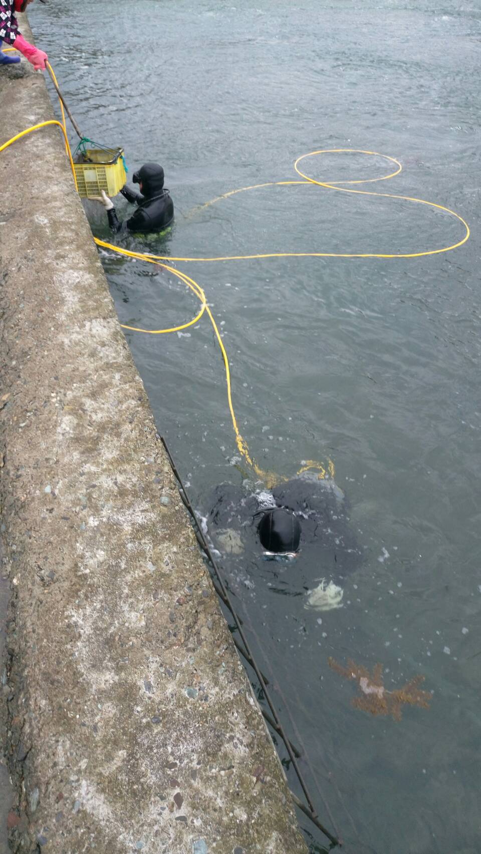 潛水人員在養殖池中採集九孔鮑魚檢體進行抽驗。