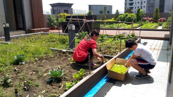 天喆社區推行參與式農園，居民自行認養照顧菜苗