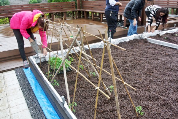 三重區天喆社區導入參與式屋頂農場，也增加住戶向心力