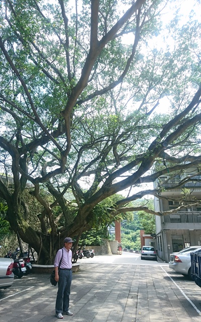 83歲的畠中爺爺回到當年的校園，看見記憶中庭園裡的小榕樹已經變成大樹，笑著說自己老了許多