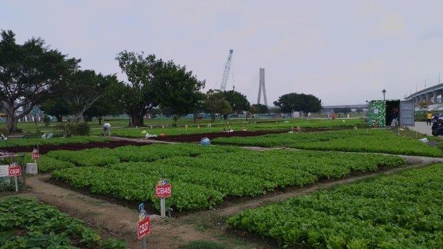 可食地景專家學者指導樂活農園內的31位市民農友共同參與