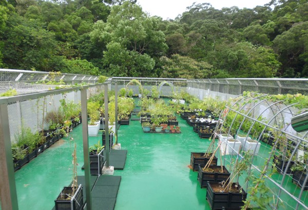 泰山區泰山國小將校園屋頂打造成兼具低碳建築及食農教育的陽光小菜園