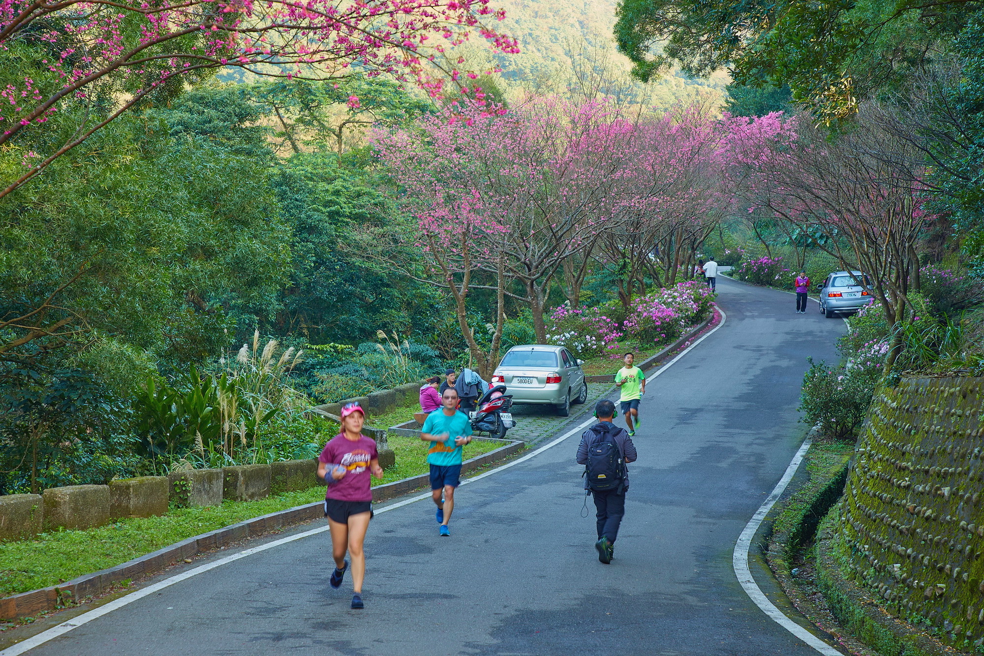 三芝青山路沿路種植櫻花，伴隨著樹下的杜鵑花開，整條路宛如粉紅隧道