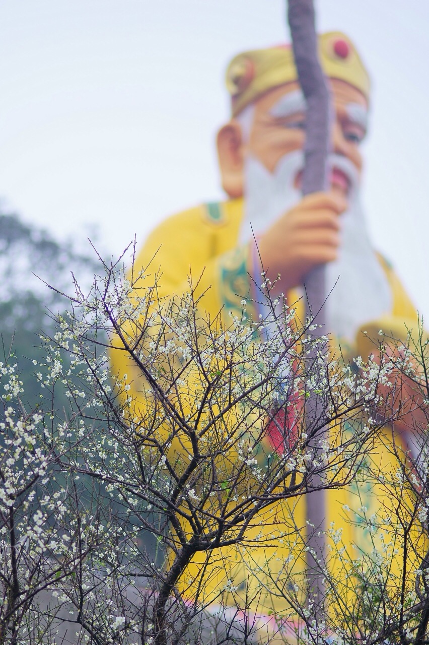 中和土地公來報喜~ 烘爐地來了梅! 山城花語悠遊趣