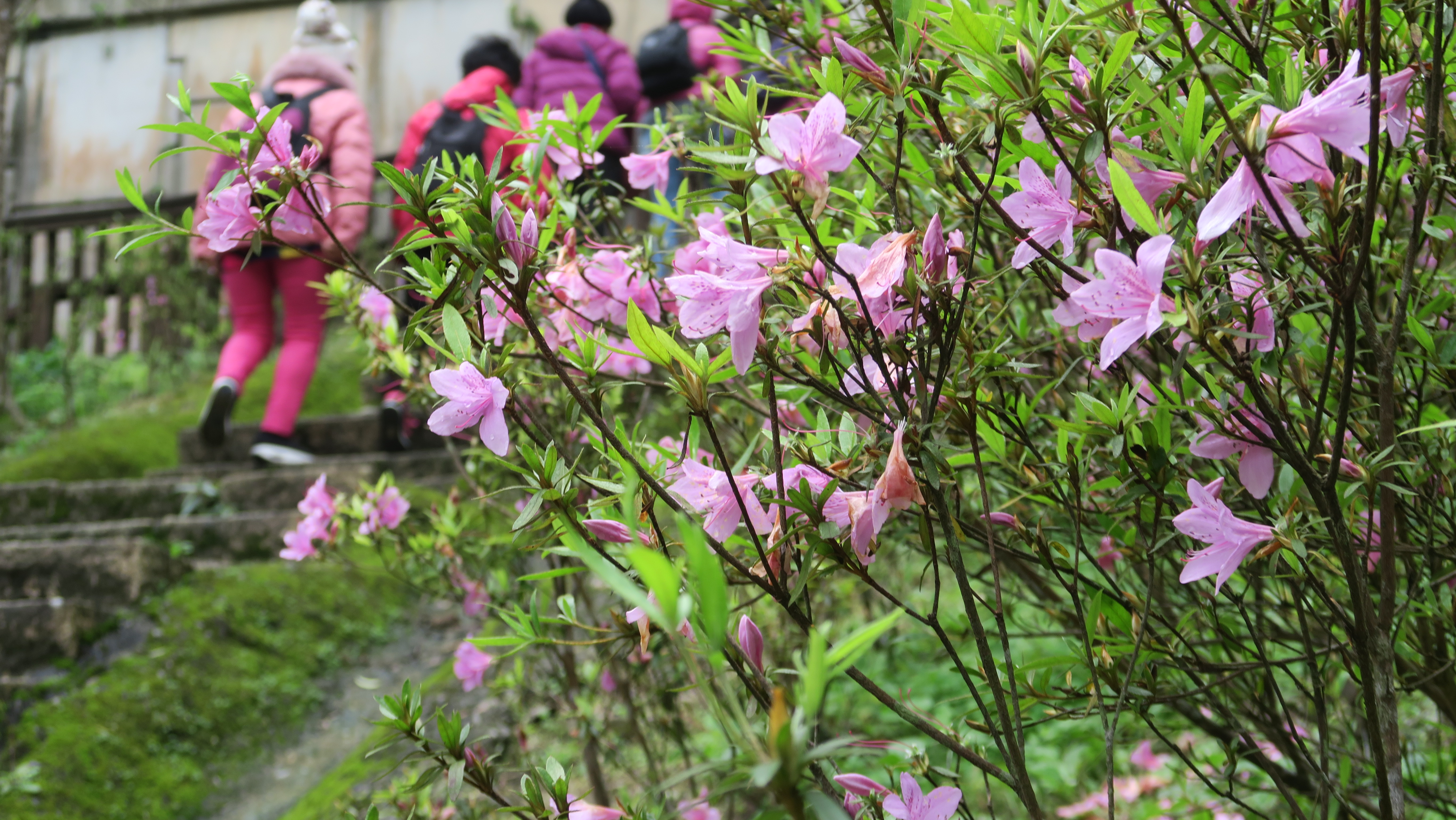烏來杜鵑