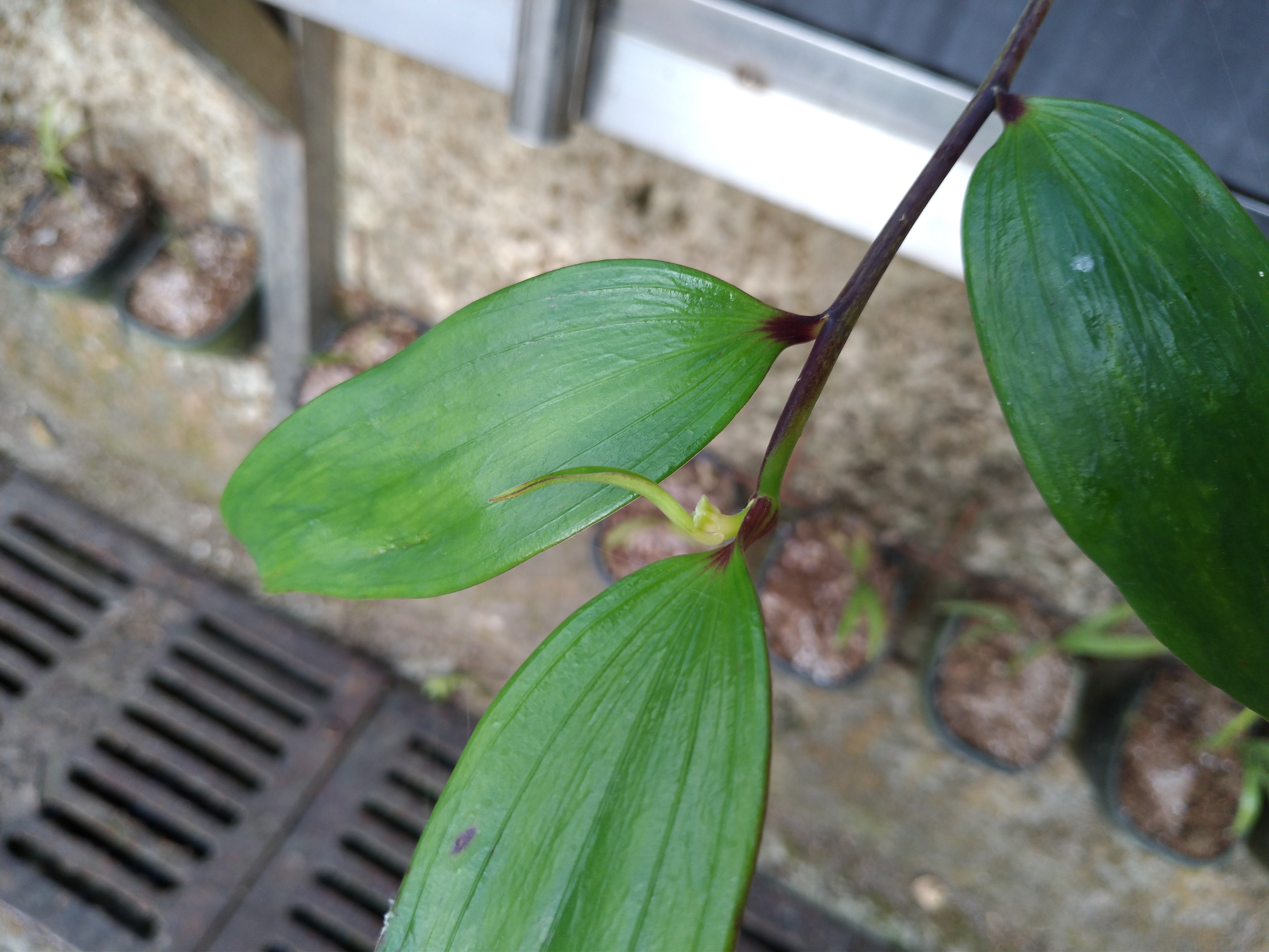 部分百合苗已萌發花苞