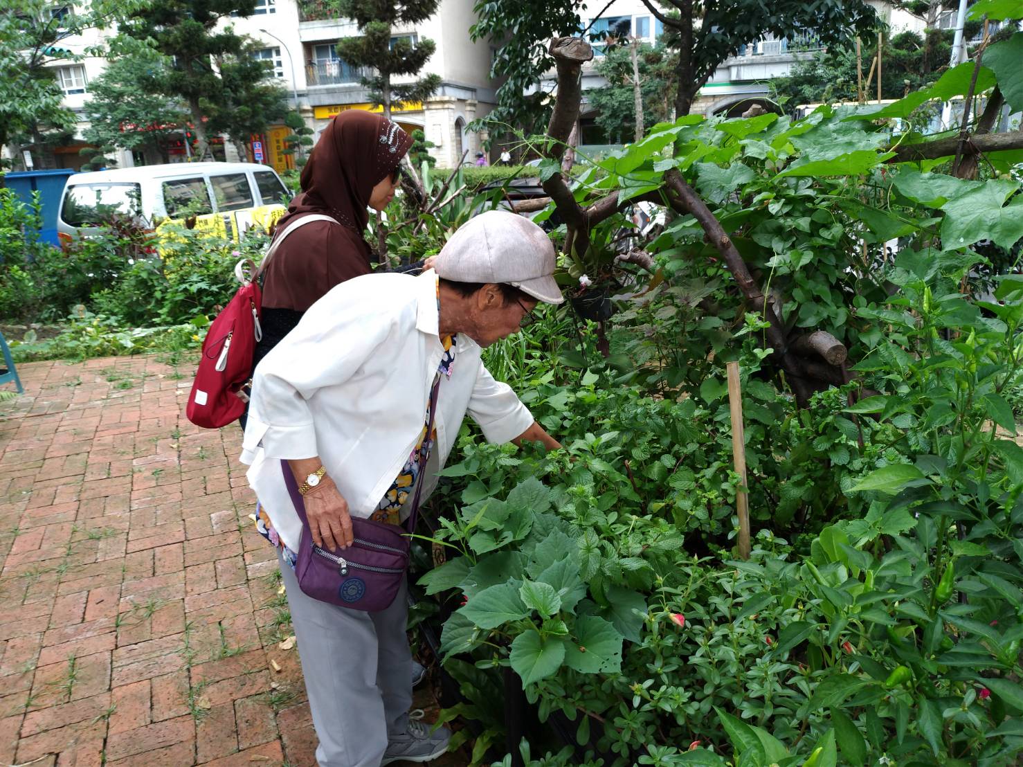 架高式菜園就連不便彎腰的銀髮族都能開心享受栽種與收成的樂趣