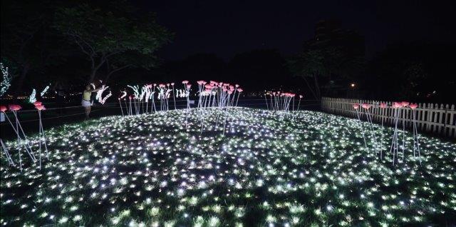 花園裡種的玫瑰花因愛呵護在夜裡閃耀