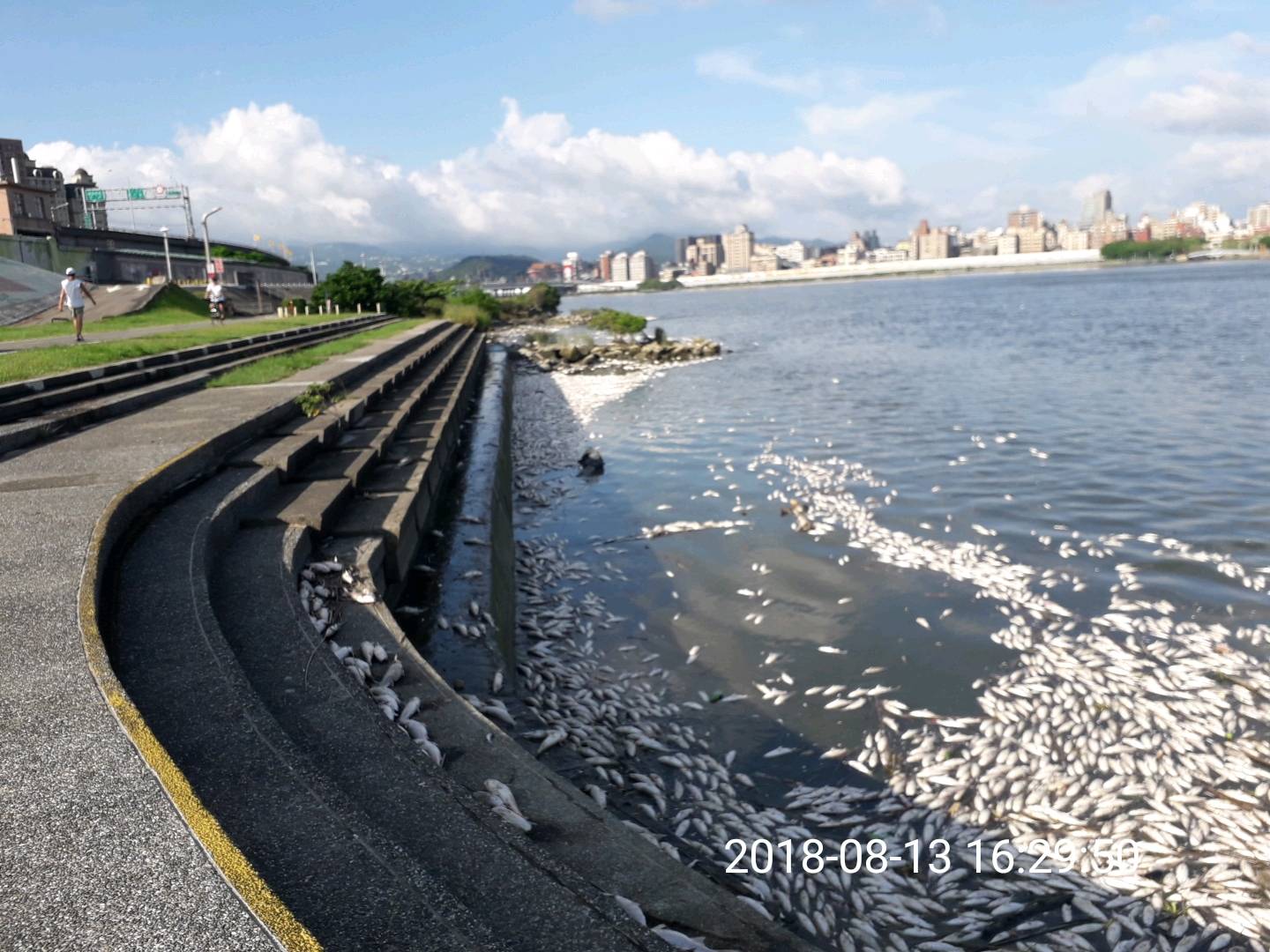 昨日(0813)忠孝碼頭魚屍情況
