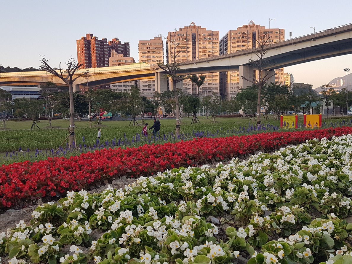 五股區防災體健公園花海景緻