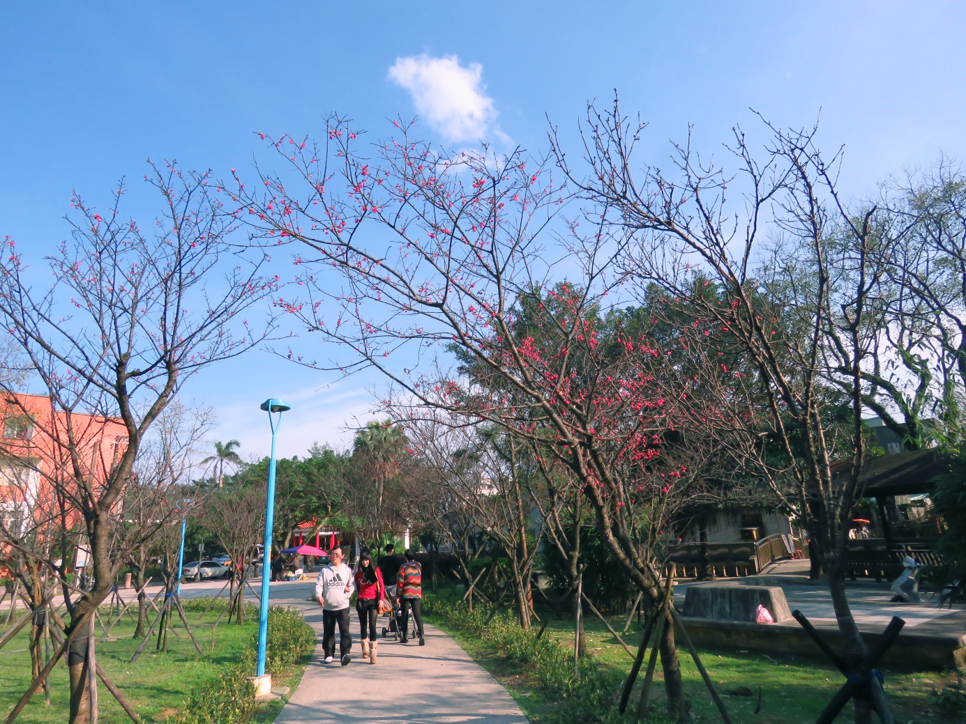 金山中山溫泉公園櫻花