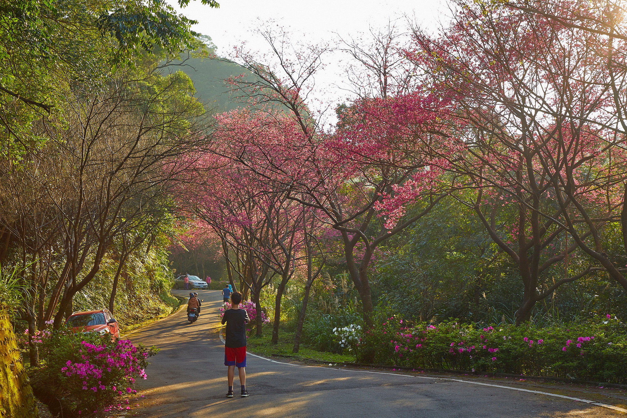 青山路櫻花吸引民眾駐足拍照