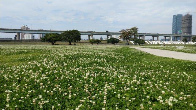 幸福水漾園區內白花三葉草