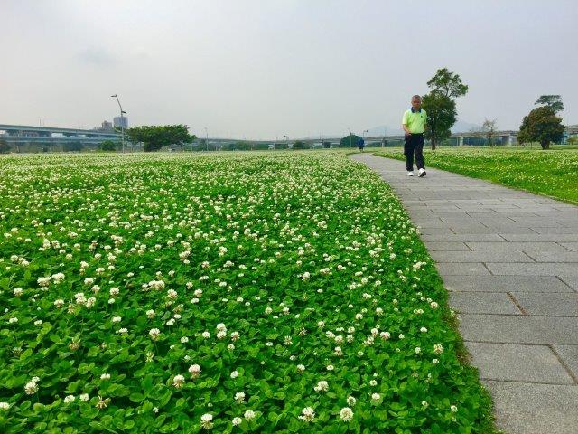 野生白花三葉草
