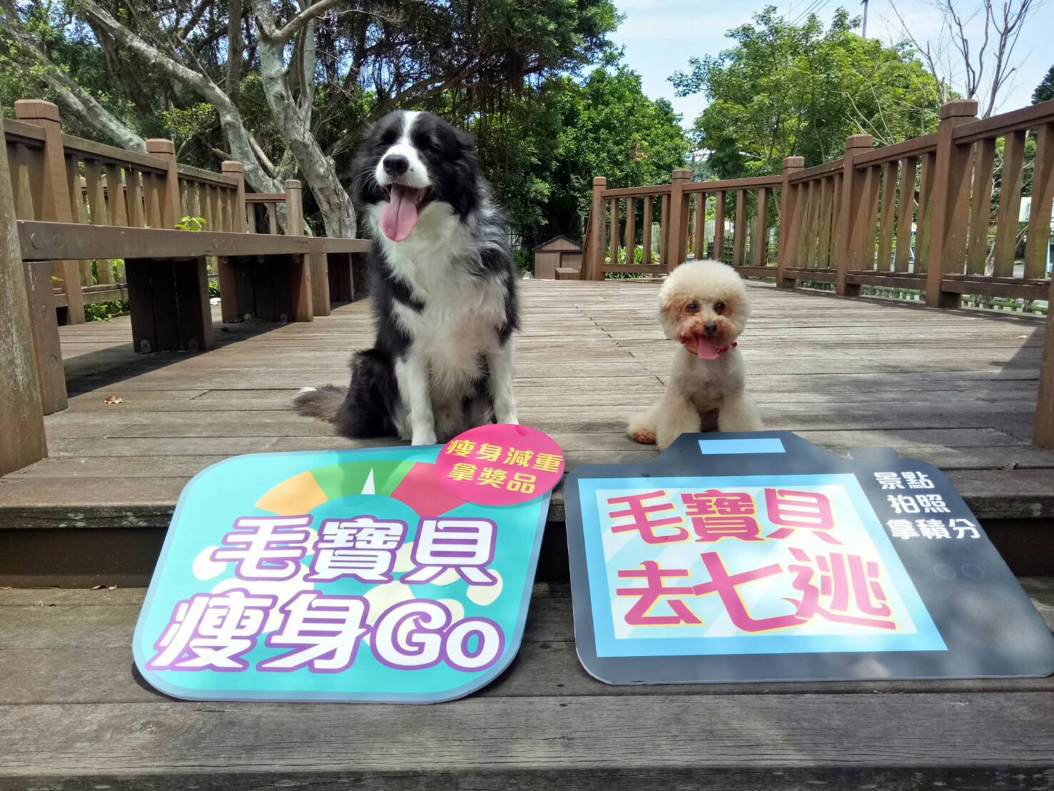 動保處小編狗－汪醬與錢錢宣傳毛寶貝系列活動