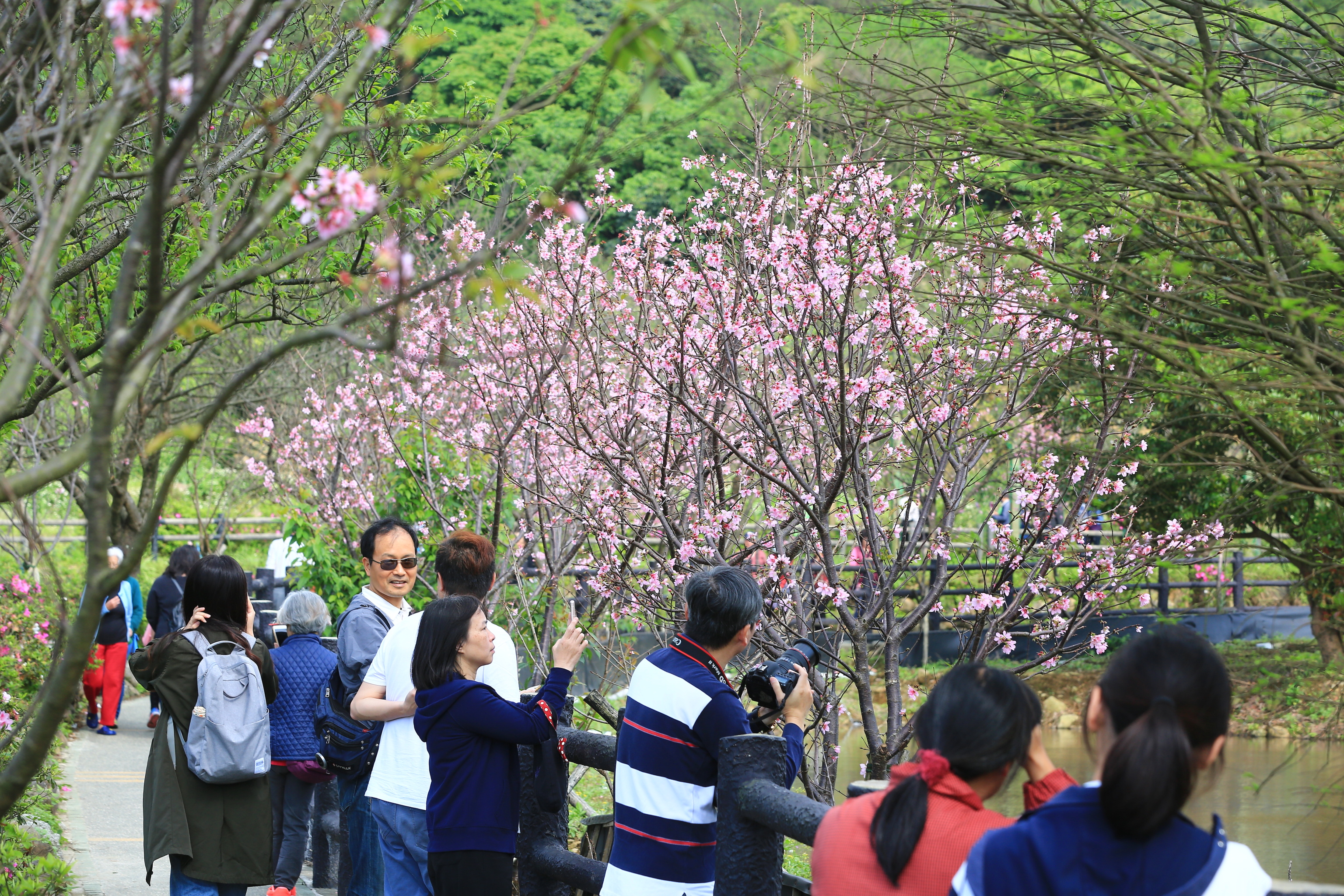 「2019新北市櫻花稼期」春之禮讚-三生步道
