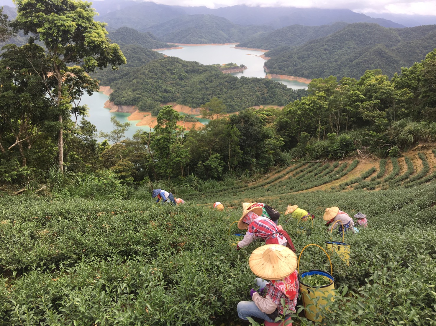 葉文鵬茶園俯瞰鱷魚島