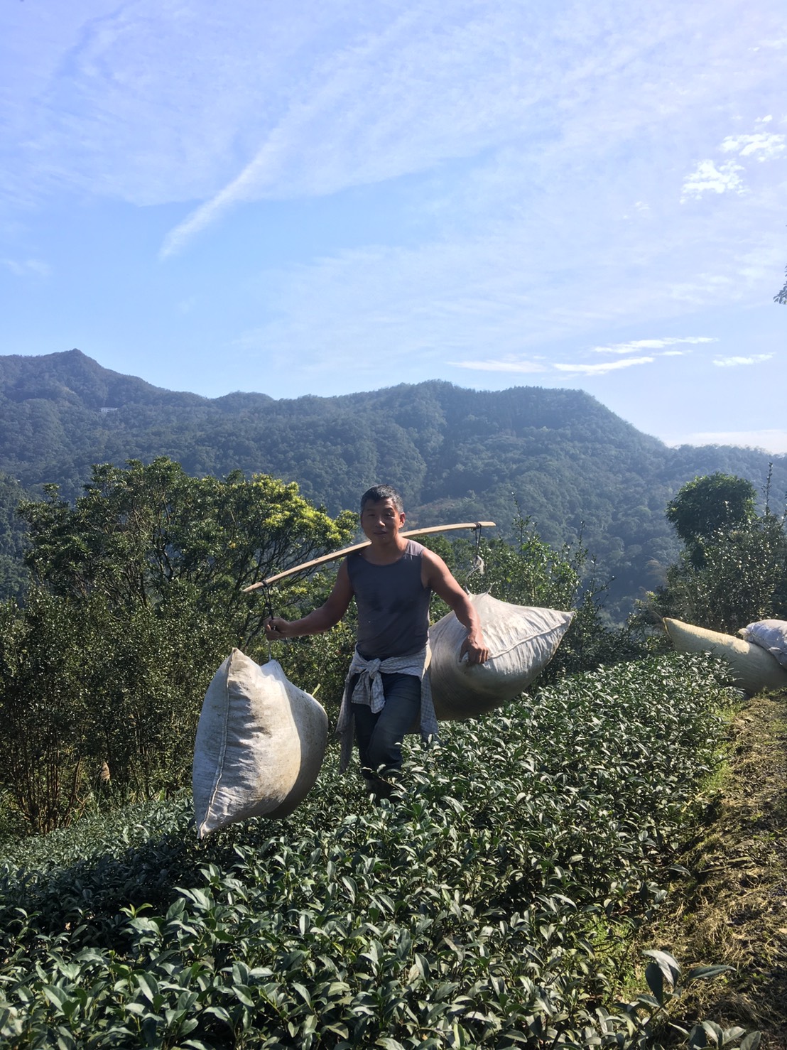 葉文鵬搬運茶菁的身影