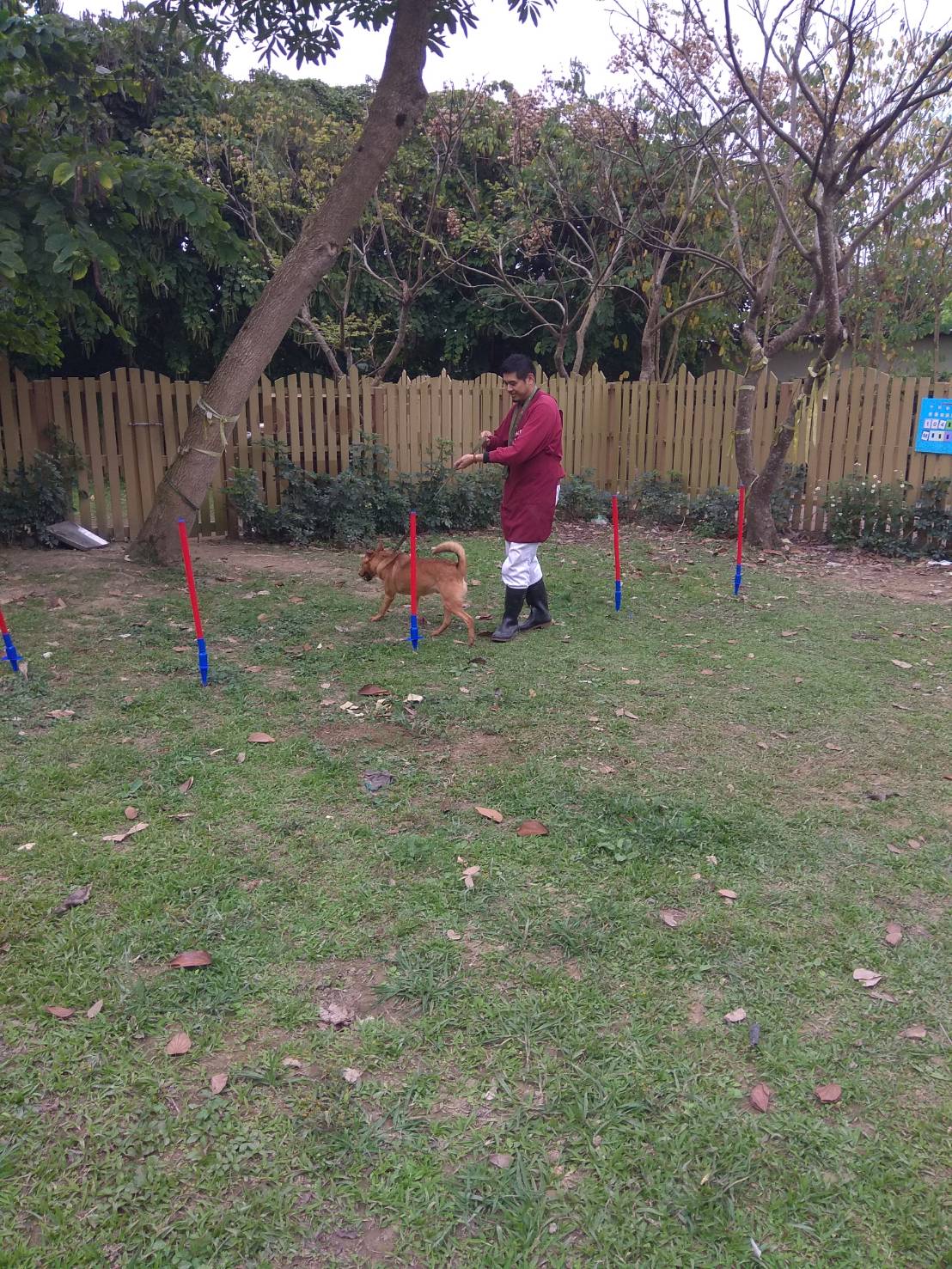 先練習繞訓練柱走