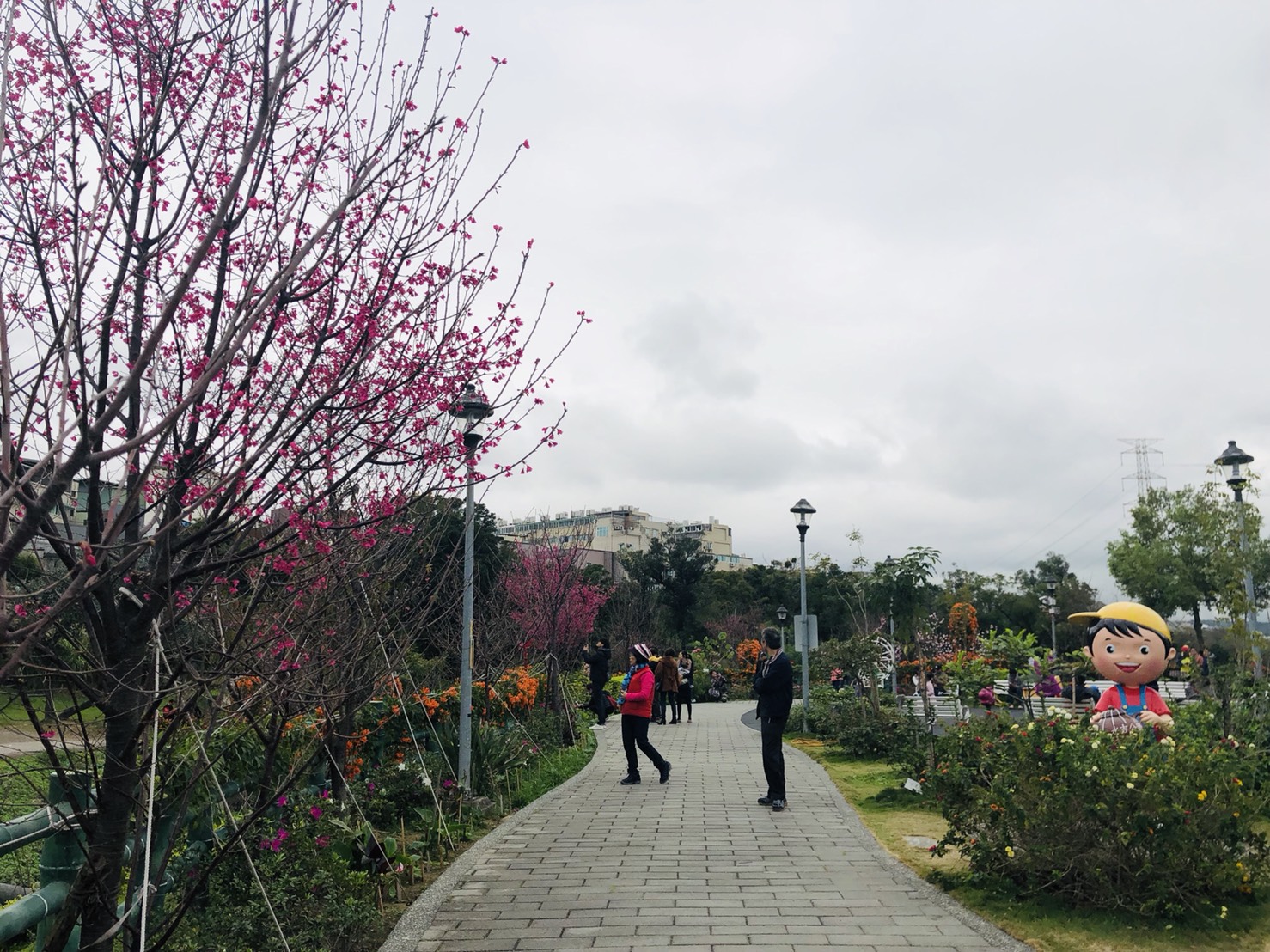 鶯歌永吉公園種植有許多種類櫻花，民眾賞花不用碰運氣