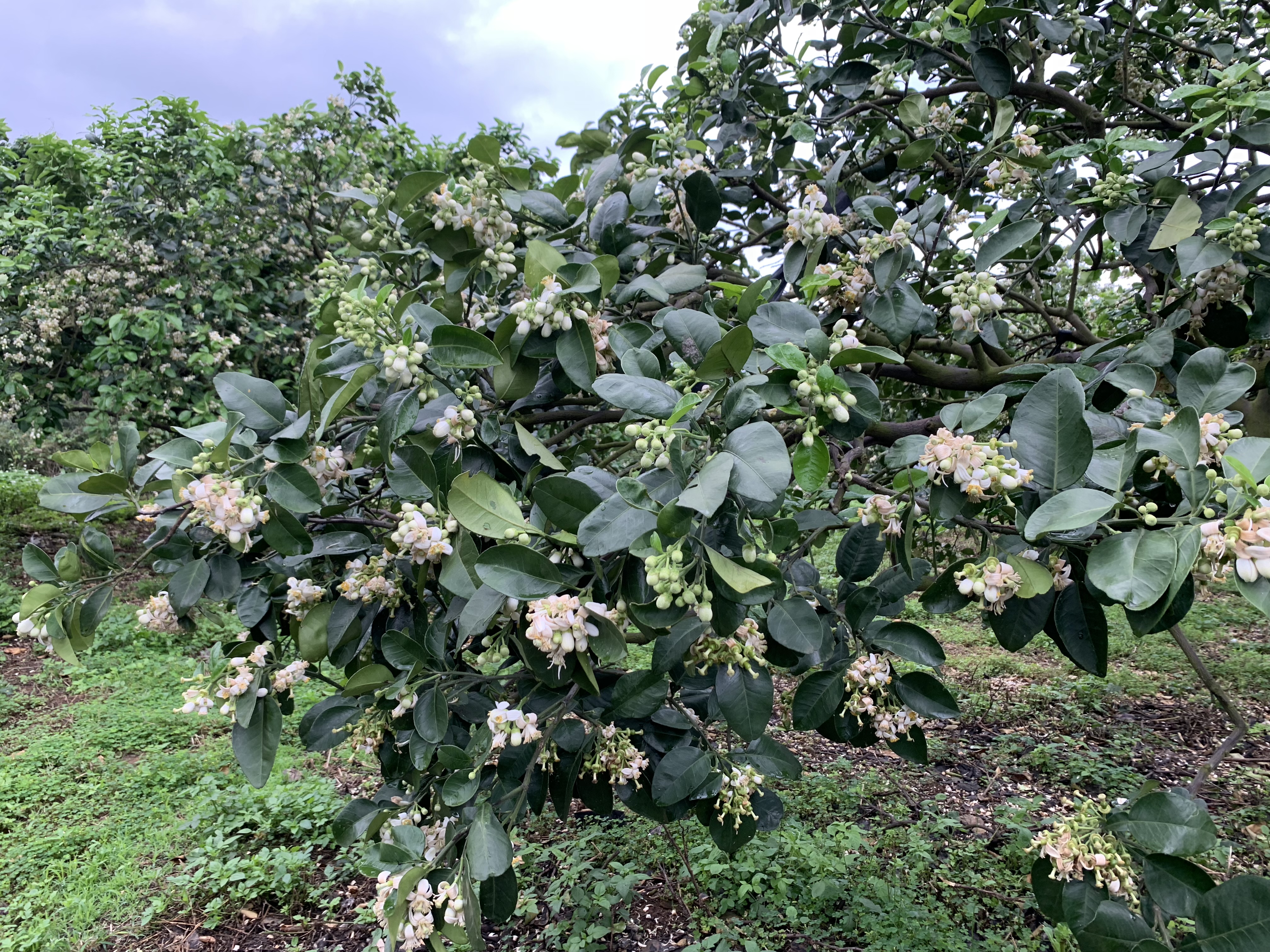 北49線道路柚花盛開圖