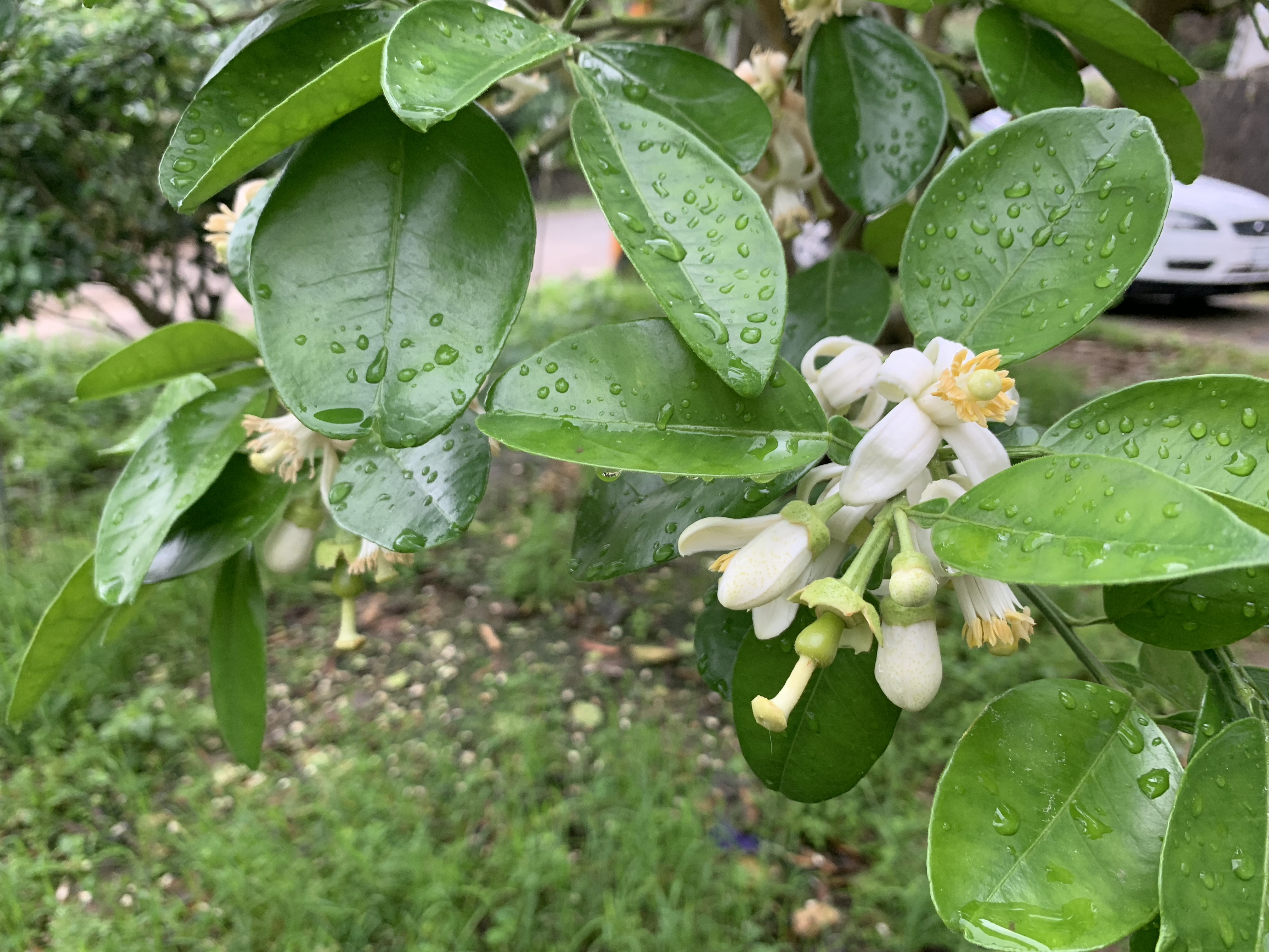 雨後柚花近照
