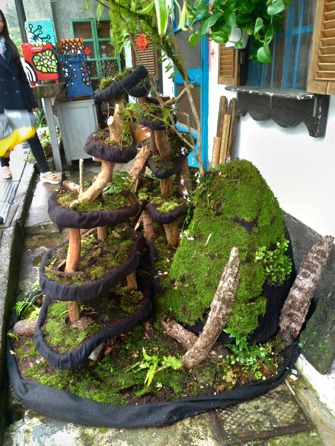 透過孩童製作的半屏山苔蘚復育區位於平溪老街(公園街)上，訪客來到平溪不訪多駐足一下，看看小小的半屏山上，有多少種類的苔蘚呢?