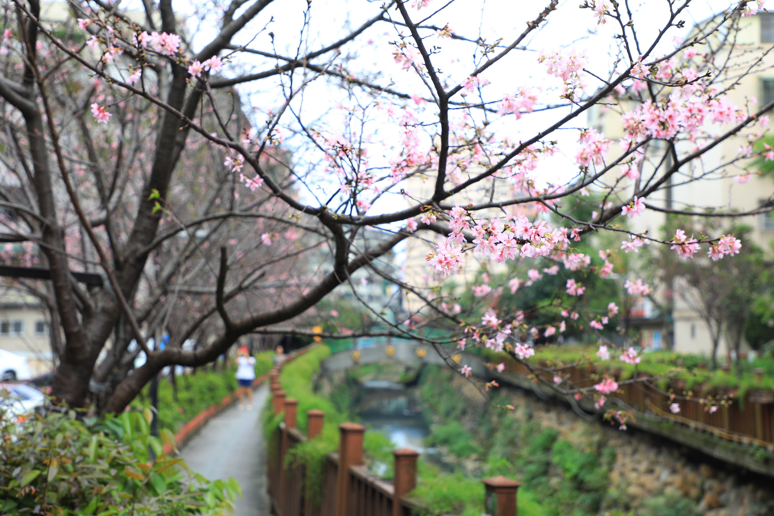 土城區貨饒里希望之河