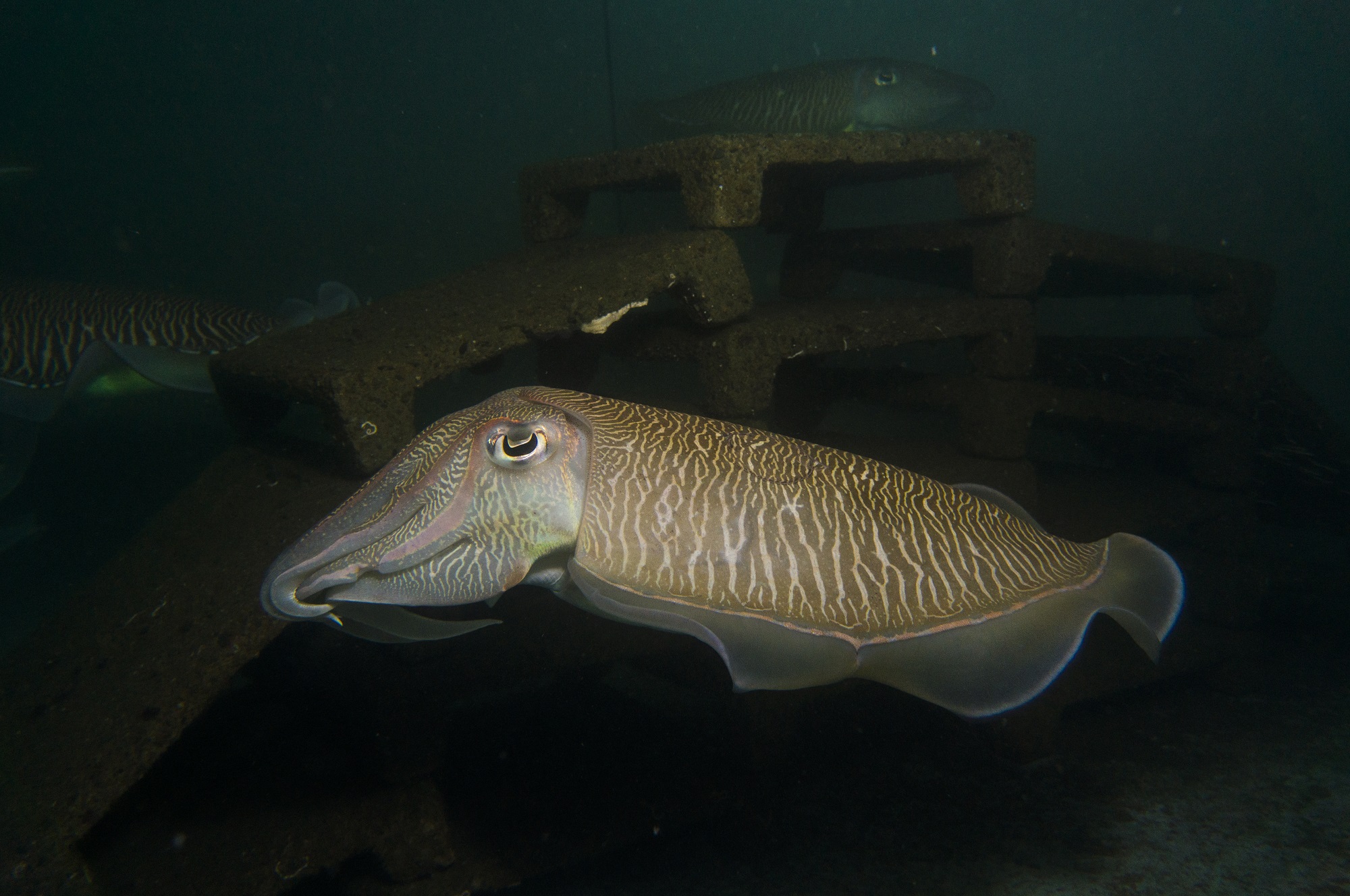 花枝游過的模樣是不是很逗趣呢？
