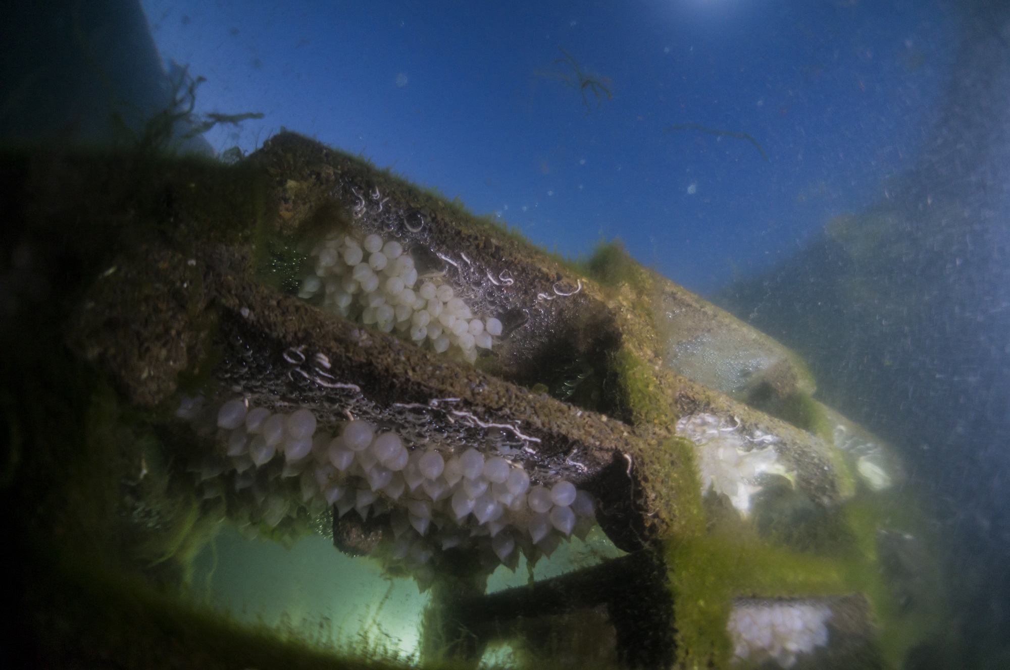 透過水下鏡頭觀察到晶瑩白皙的花枝卵