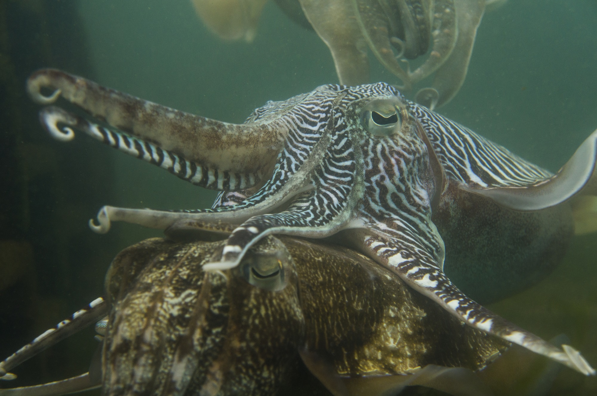 透過水下鏡頭觀察花枝追尾及配對情形