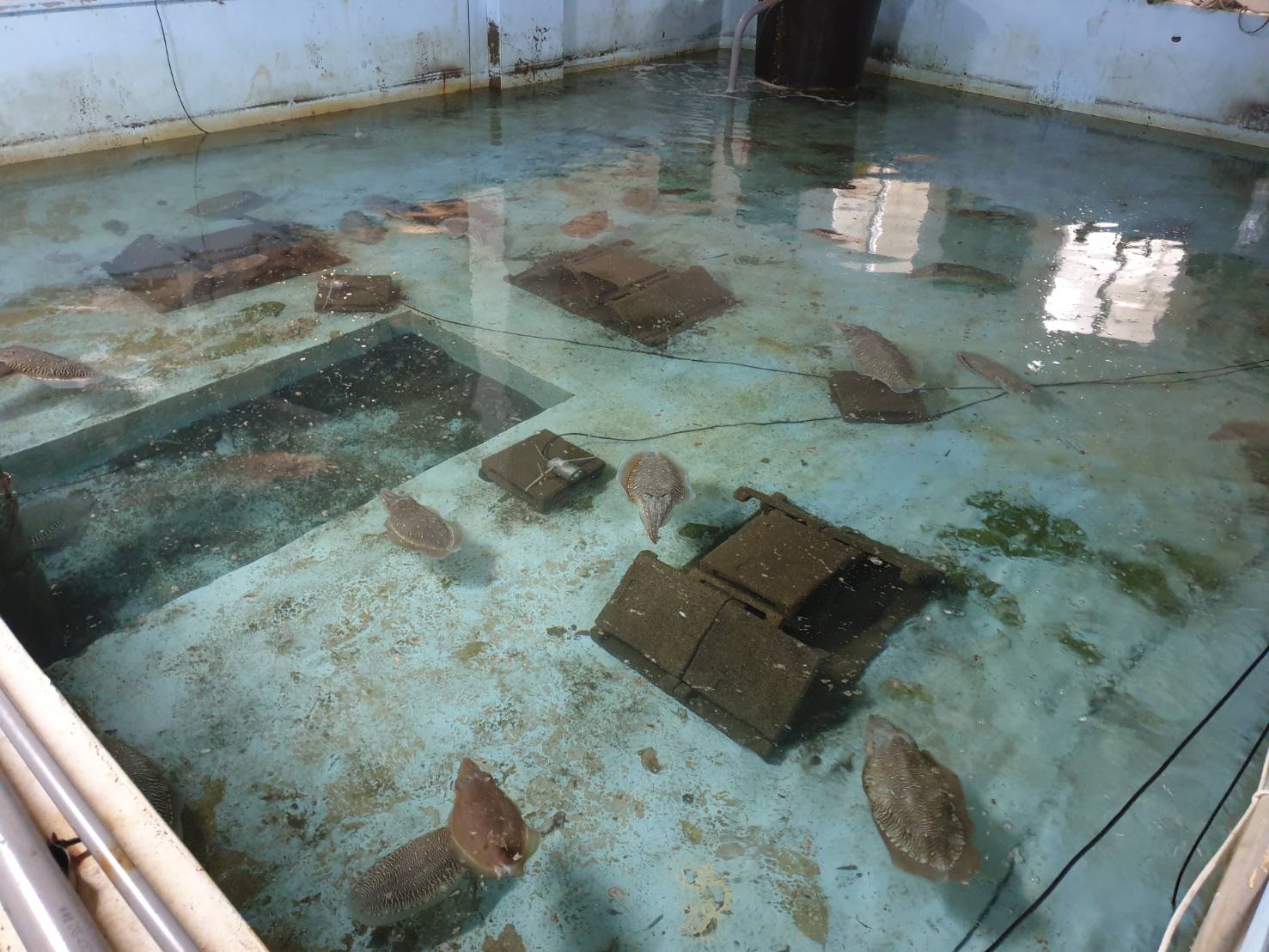 堡壘狀的五腳磚排列方式增加花枝產卵意願