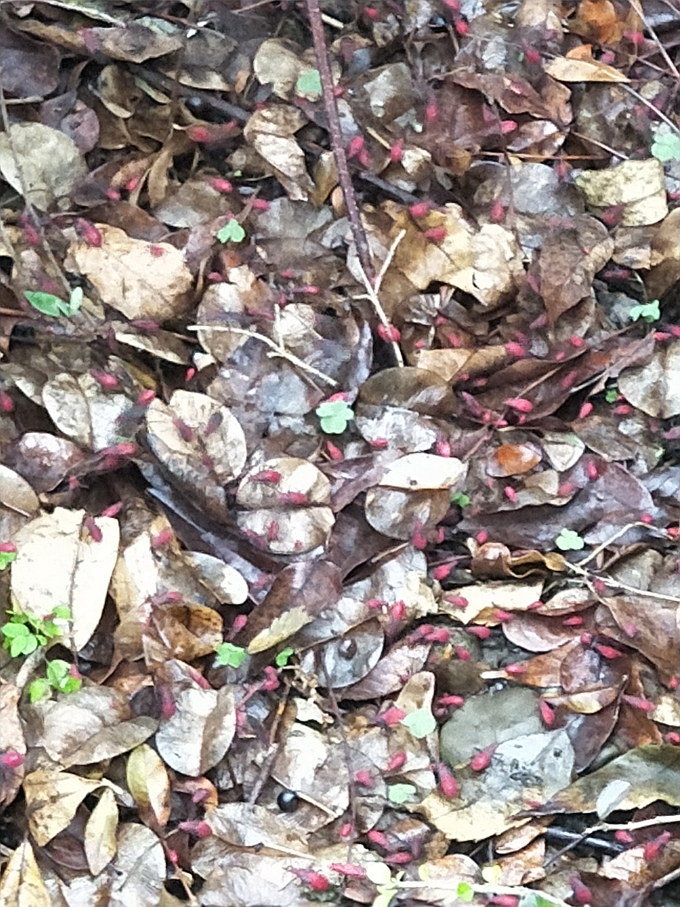 紅姬緣椿象在春、秋兩季，常於草叢及樹叢出沒，如台灣欒樹的樹幹、枝葉及花果中