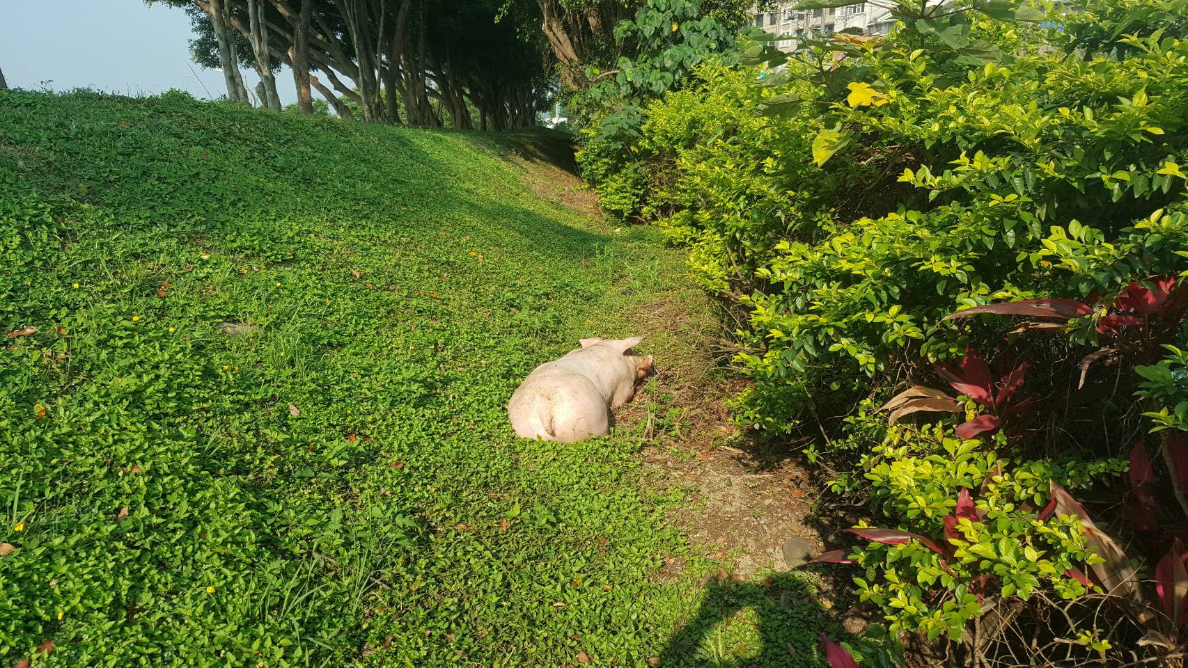 民眾通報樹林區堤外便道有豬隻掉落
